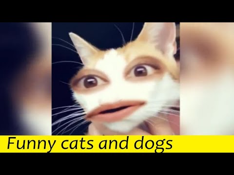 Funny cats and dogs – try not to laugh