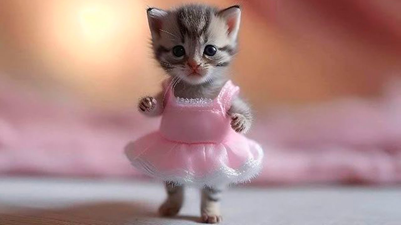 The 50 Cutest thing ever Happend - Cutest Funny Cats - Cats Manipilation