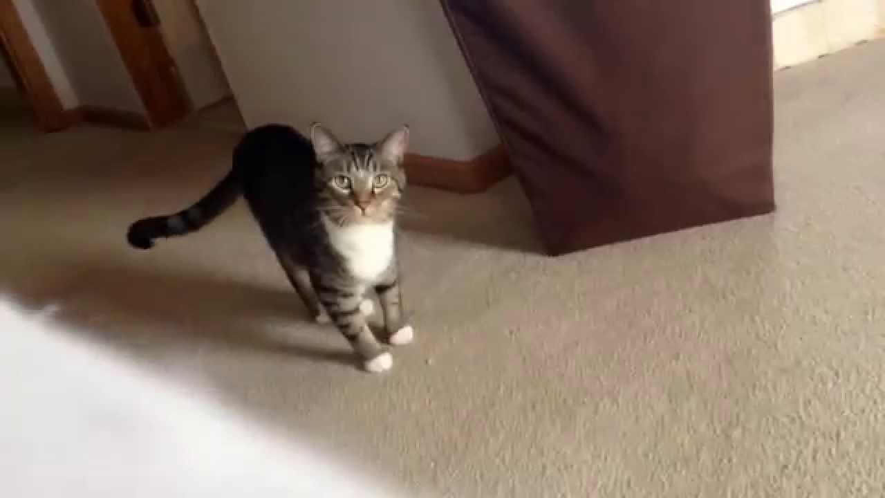 sneaky cat pounce