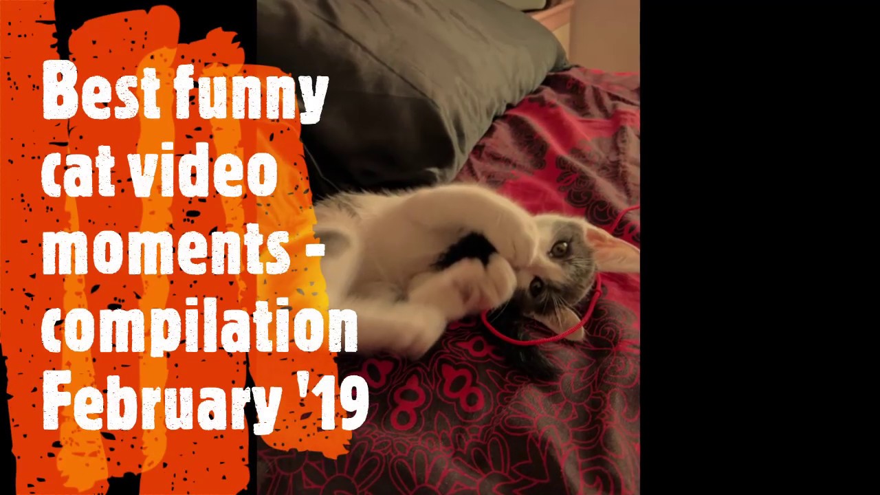 Best funny cat moments video compilation February 2019