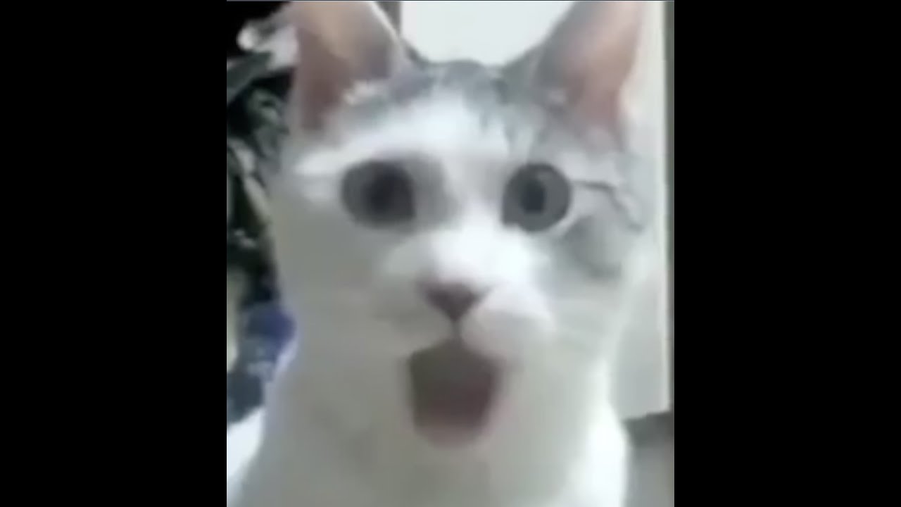Don't Laugh! | Funny Cat Videos | FreshKittyCat