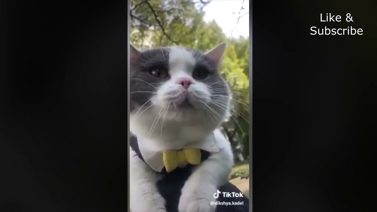 Funny Talking Cats – Hilarious Cat Videos