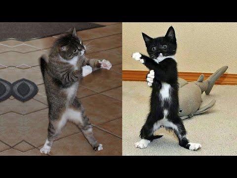 Funny animals videos)//Funny Cats