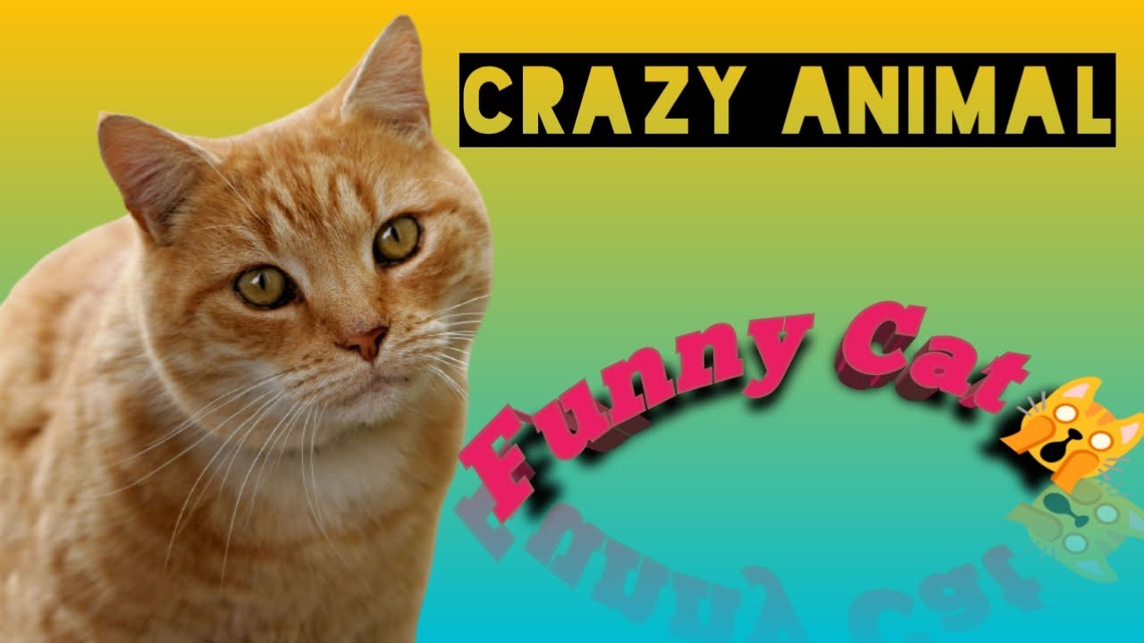 (Funny cats)crazy & cute cat’s Crazy Animals