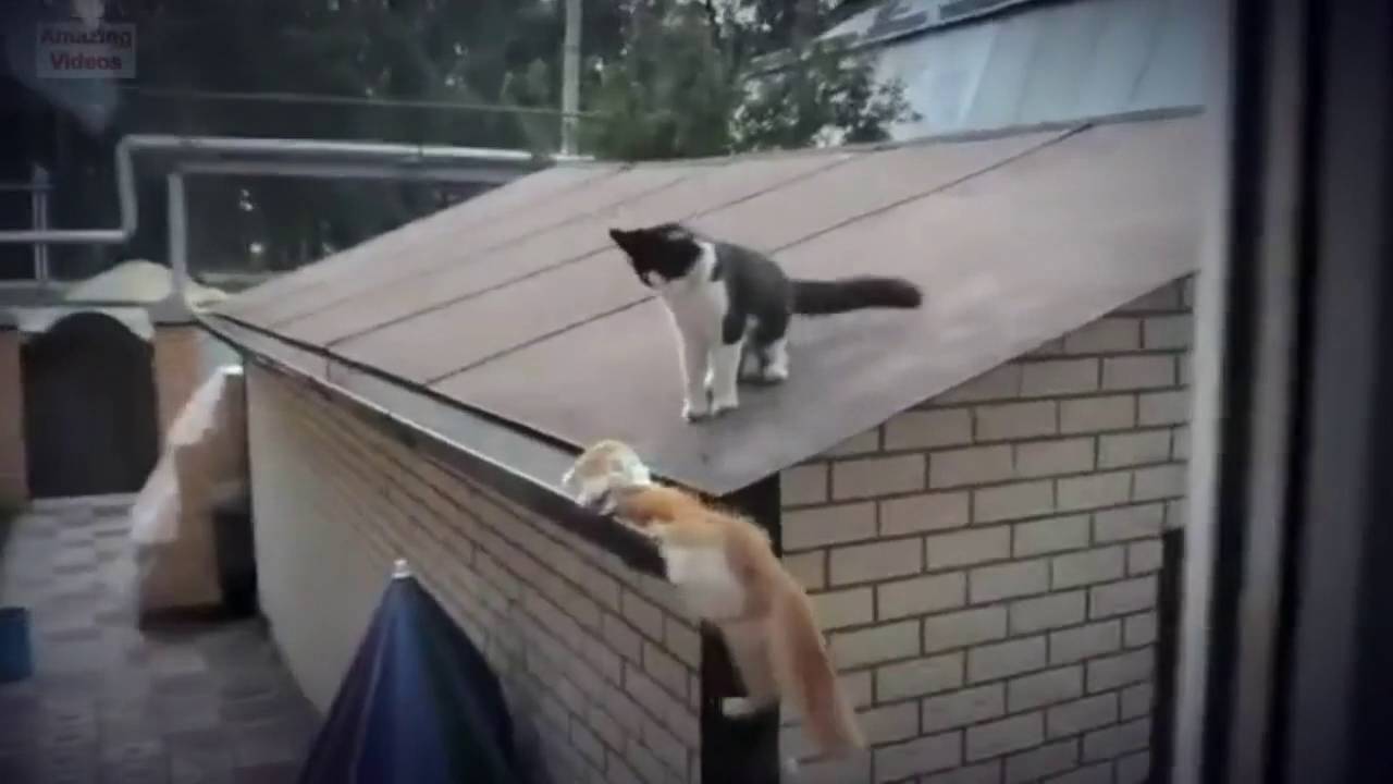 If funny cat fail compilation Is So Terrible, Why Don’t Statistics Show It?