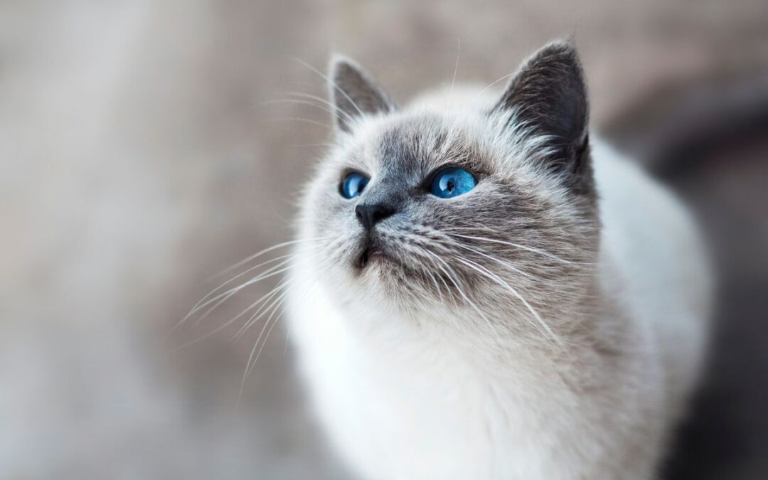Breathing Easy: Helping Your Cat Through Asthma