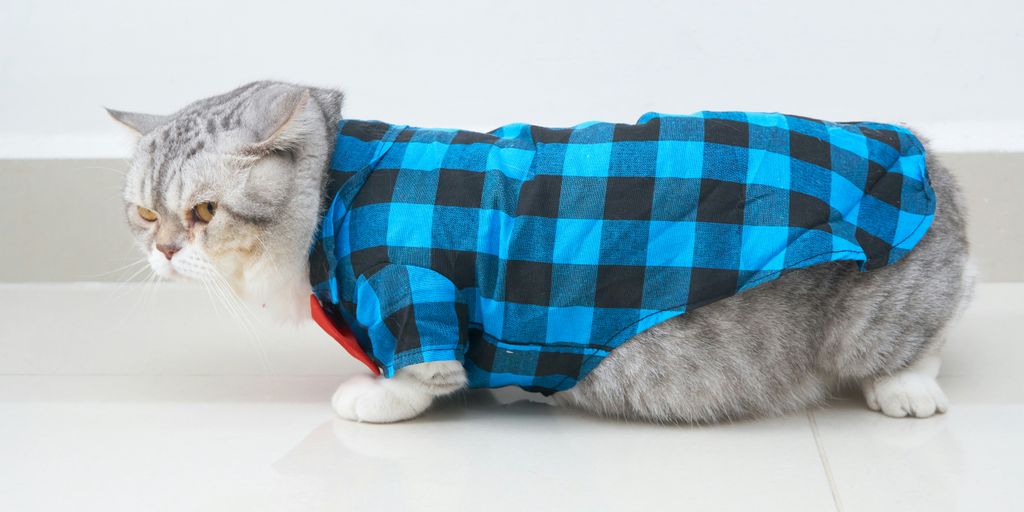10 Adorable Cat Clothing Ideas for Your Furry Friend