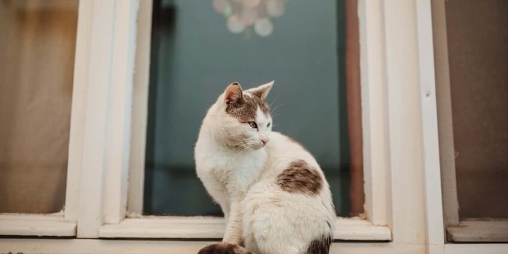 cat holiday care service with happy pet sitters and cats in a cozy home setting