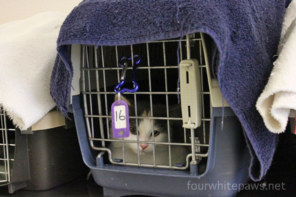 Cat boarders near me