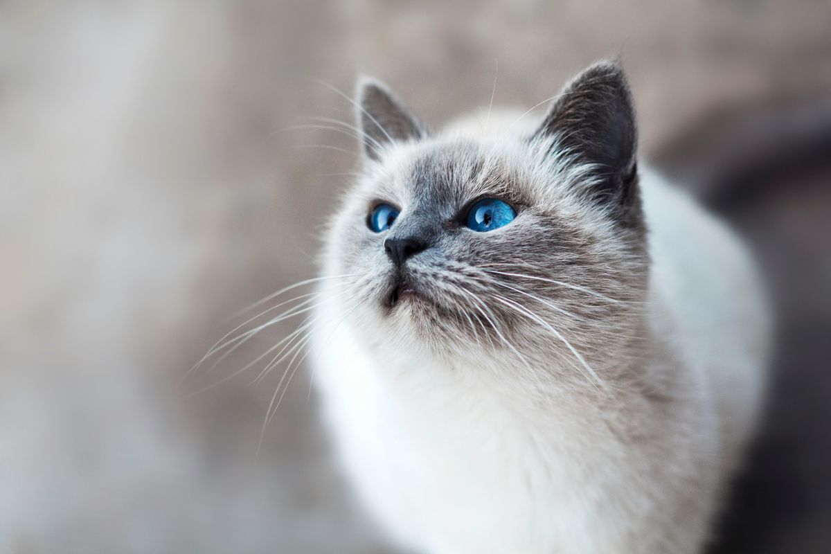 cat back injury treatment