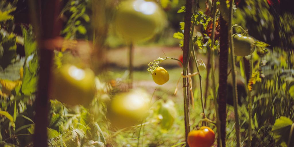 orange fruit on green plants