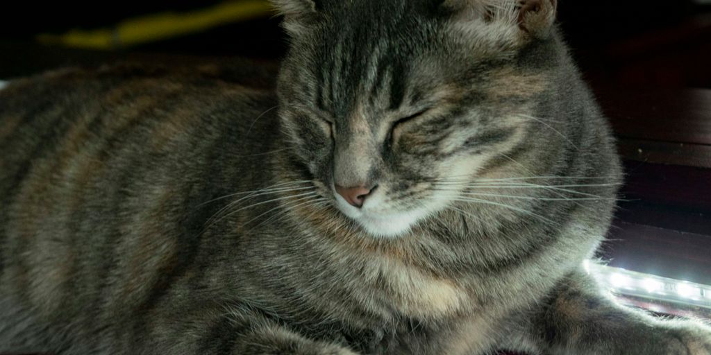 a cat that is laying down on a table