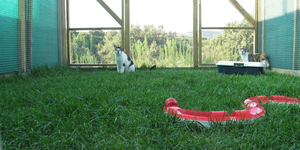 luxury cattery