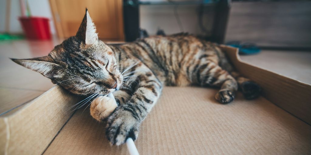 brown tabby cat lying on cardboard box