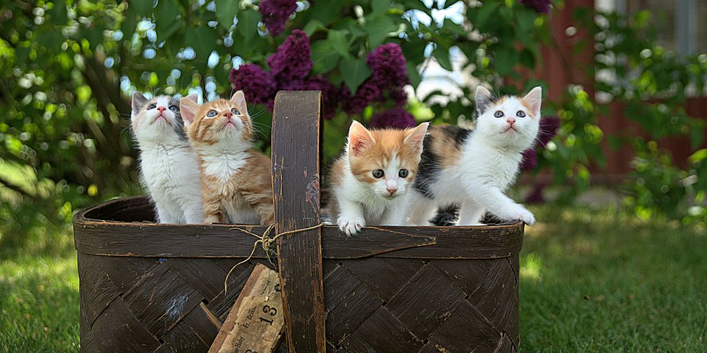 four assorted-color tabby kittens on brown basket